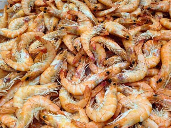 shrimp, shellfish, nature, sea, sea food